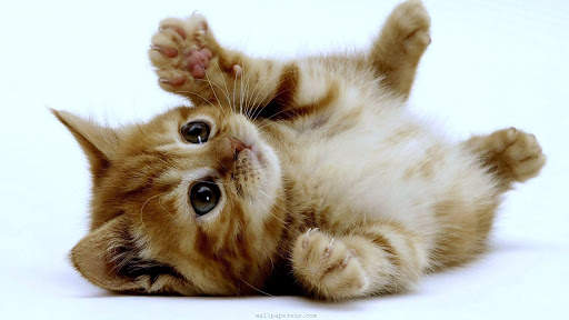 Cute Kitten Wallpapers HD screenshot 3