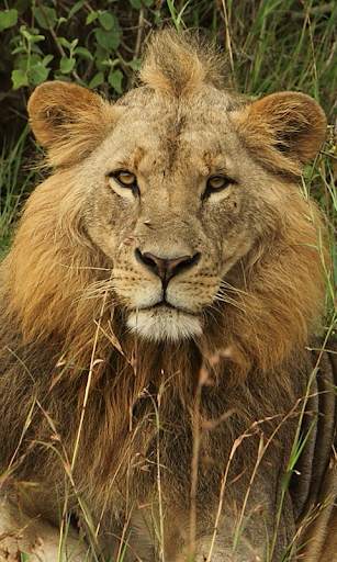 Lion Wallpapers HD (backgrounds & themes) screenshot 3