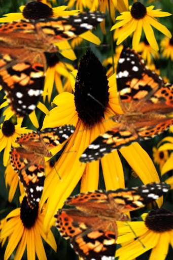 Butterfly Live Wallpaper LWP screenshot 7