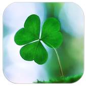 Clover Lucky grass 1.1.3