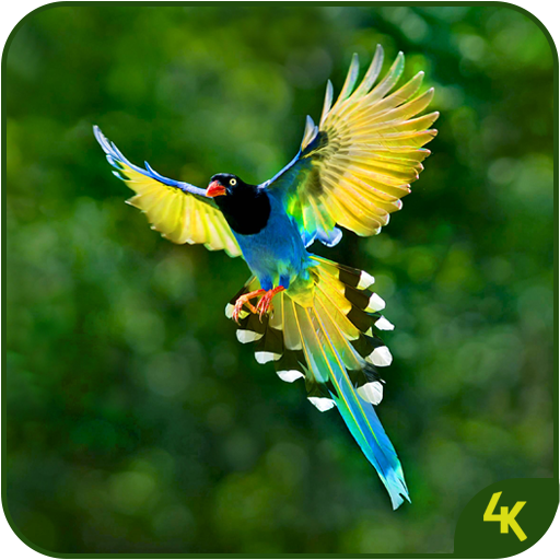 Animal &amp; Birds Wallpaper (4k) иконка