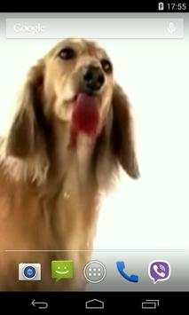 Dog Licks Screen Video LWP screenshot 4