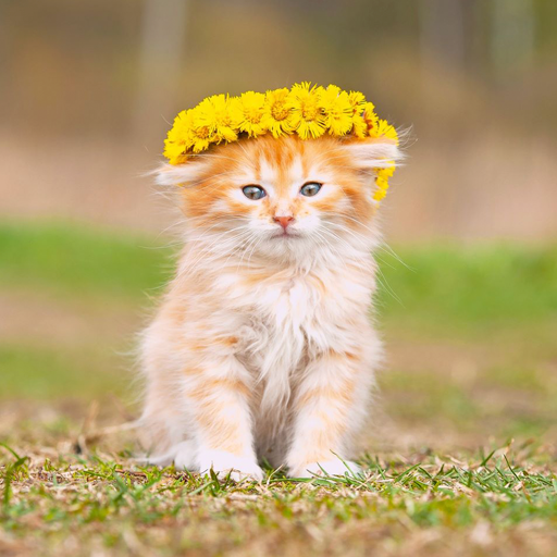 Cat Wallpapers आइकन