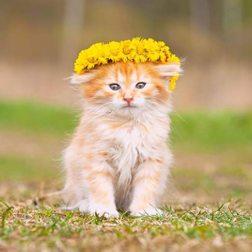 Cat Wallpapers 1.0.1