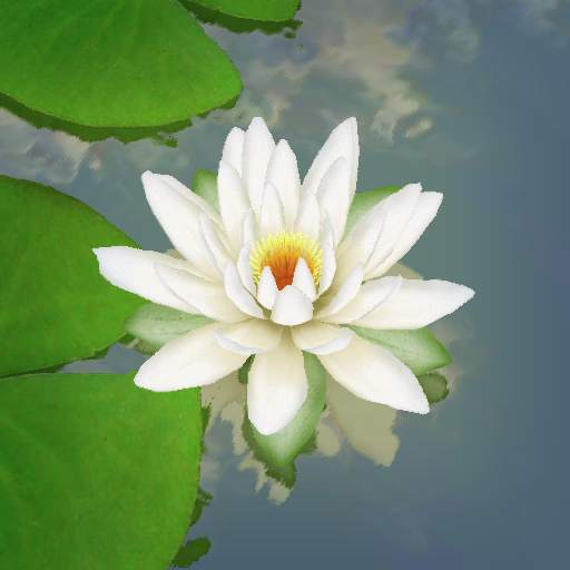 3D Lotus Pond Live Wallpaper 3.0