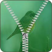 Bird Zipper Lock Screen 1.2