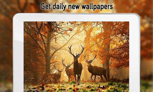 Autumn Wallpaper (4k) screenshot 18