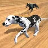 Sprint 100 Meter Dog Racing