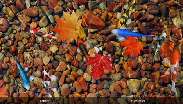 Koi Special Free Live Wallpaper screenshot 12