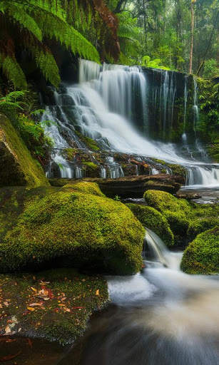 Jungle Wallpaper HD screenshot 2