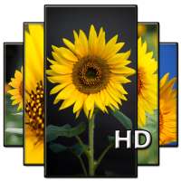 Sunflower Wallpaper HD full offline icon