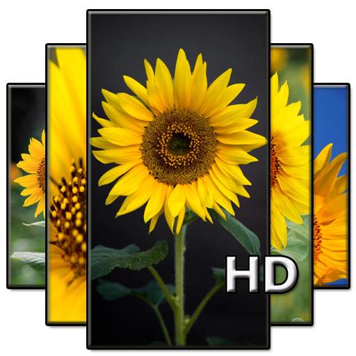 Sunflower Wallpaper HD full offline 4.0