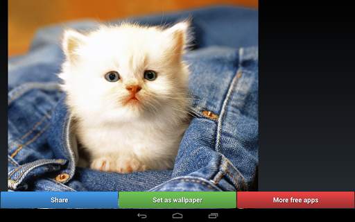 Cute Kitty Cats HD Wallpapers screenshot 9
