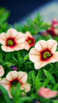 Flower Wallpapers screenshot 4
