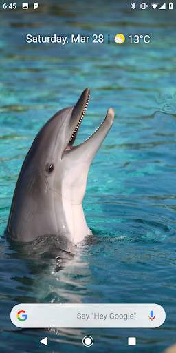 Magic Touch: Dolphins screenshot 4