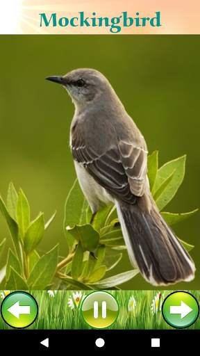 Bird Sounds 6 تصوير الشاشة