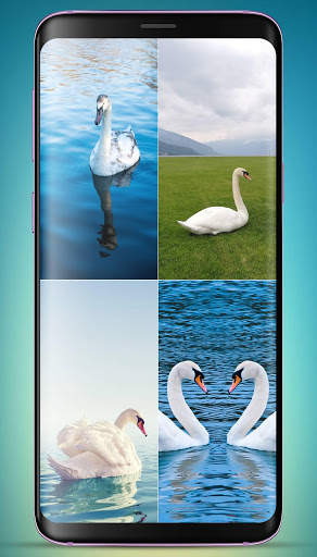Swan Wallpaper screenshot 2