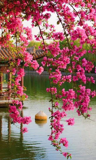 Spring Flowers Live Wallpaper screenshot 14