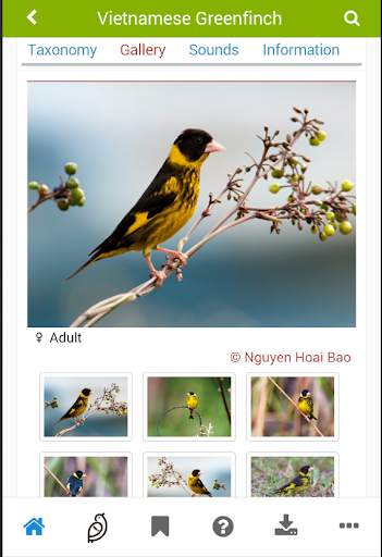 Vietnam Birds स्क्रीनशॉट 4