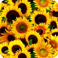 Flower Images, Flower Wallpapers, Roses on 9Apps