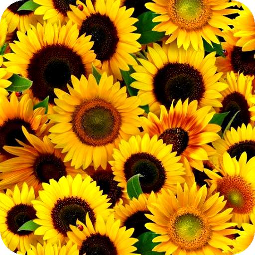 Flower Images, Flower Wallpapers, Roses 1.1