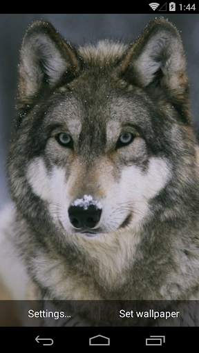 Wolves Live Wallpapers screenshot 6
