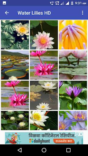 Water Lilies Flower Wallpaper screenshot 7