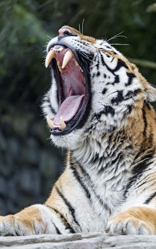 Tiger Wallpapers | hd backgrounds screenshot 6