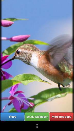 Hummingbirds HD Wallpaper screenshot 6