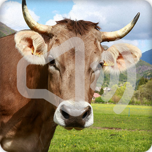 Cow Sounds Ringtone icon