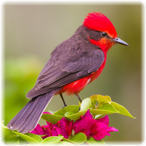 Bird Puzzle icon