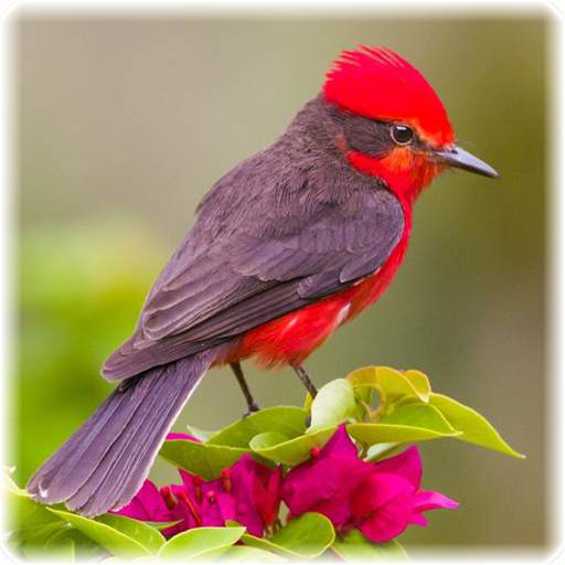 Bird Puzzle 2.0