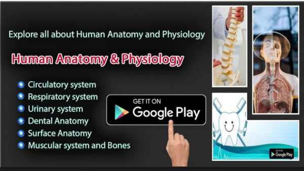 Anatomy Learning скриншот 1