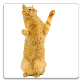 Dancing Cat icon