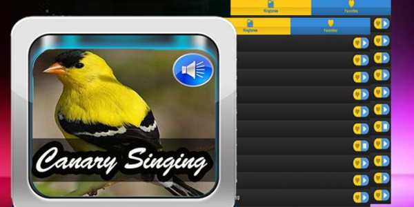 Canary Singing Birds Sounds screenshot 1