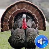 Turkey Sounds Ringtones 4.0