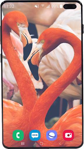 Flamingo Wallpaper HD screenshot 4