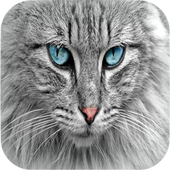 Cat Sounds icon