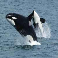Orca Sound icon