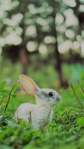 Bunny Wallpaper screenshot 3