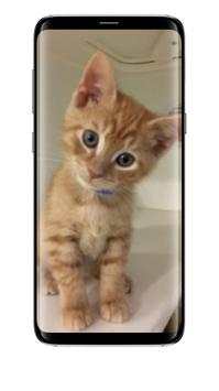Cute Cats All Beauty Wallpaper screenshot 8