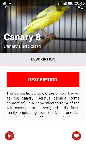 Canary Birds Master скриншот 2