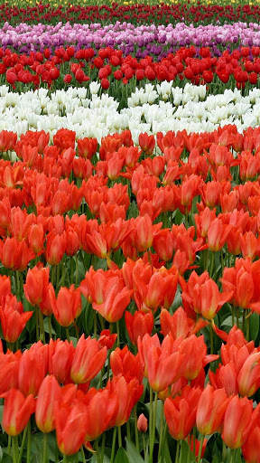 Flowers Live Wallpaper screenshot 6
