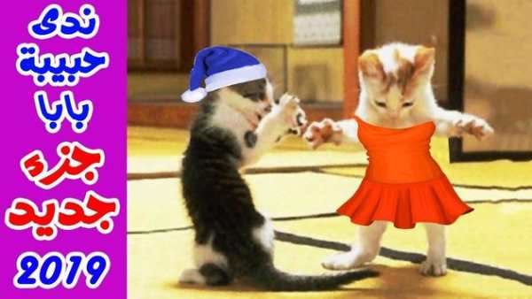 Dancing Cat song Father Habibi funny  ofline 2019 screenshot 1