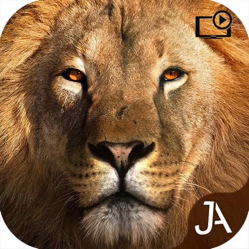 Safari: Online Evolution 21.5.2