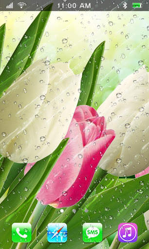 Tulips Flowers Wallpapers HD screenshot 2
