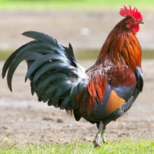 Rooster sounds free icon