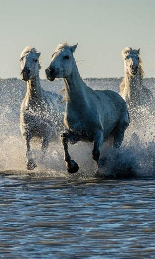 Horses Live Wallpaper : 7fon & LWP screenshot 2