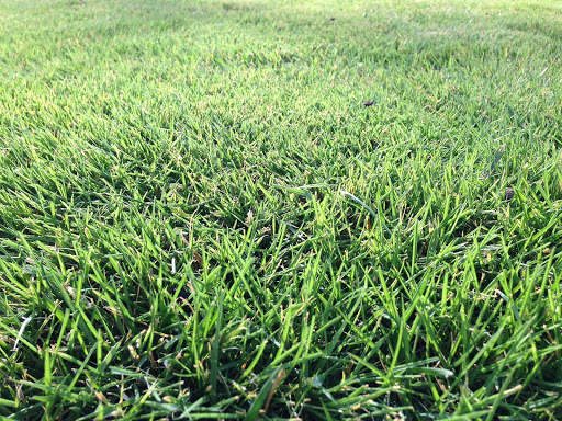 Grass Photo Frames screenshot 4