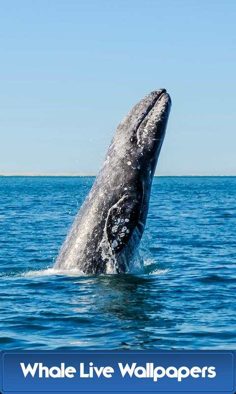 Whale Live Wallpapers  - Free Live Wallpapers screenshot 1